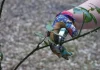 España | La poda aragonesa revoluciona la agricultura y se aplica por primera vez con éxito en cultivos tropicales de aguacate (palta) España | La poda aragonesa revoluciona la agricultura y se aplica por primera vez con éxito en cultivos tropicales de aguacate (palta)