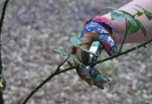 España | La poda aragonesa revoluciona la agricultura y se aplica por primera vez con éxito en cultivos tropicales de aguacate (palta) España | La poda aragonesa revoluciona la agricultura y se aplica por primera vez con éxito en cultivos tropicales de aguacate (palta)
