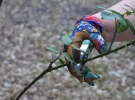 España | La poda aragonesa revoluciona la agricultura y se aplica por primera vez con éxito en cultivos tropicales de aguacate (palta) España | La poda aragonesa revoluciona la agricultura y se aplica por primera vez con éxito en cultivos tropicales de aguacate (palta)