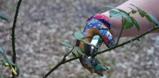 España | La poda aragonesa revoluciona la agricultura y se aplica por primera vez con éxito en cultivos tropicales de aguacate (palta)