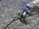 España | La poda aragonesa revoluciona la agricultura y se aplica por primera vez con éxito en cultivos tropicales de aguacate (palta)