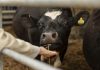 Día Mundial de la Zoonosis: 3 de cada 4 enfermedades infecciosas nuevas tienen origen animal