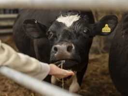 Día Mundial de la Zoonosis: 3 de cada 4 enfermedades infecciosas nuevas tienen origen animal