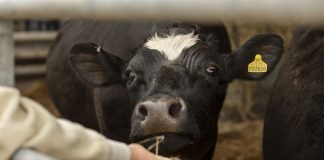 Día Mundial de la Zoonosis: 3 de cada 4 enfermedades infecciosas nuevas tienen origen animal Día Mundial de la Zoonosis: 3 de cada 4 enfermedades infecciosas nuevas tienen origen animal