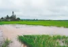 Brasil | El Niño amenaza al arroz de Brasil en medio de una crisis que no da tregua