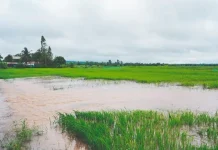 Brasil | El Niño amenaza al arroz de Brasil en medio de una crisis que no da tregua