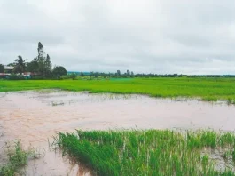 Brasil | El Niño amenaza al arroz de Brasil en medio de una crisis que no da tregua Brasil | El Niño amenaza al arroz de Brasil en medio de una crisis que no da tregua