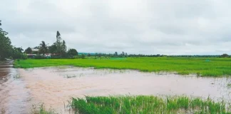 Brasil | El Niño amenaza al arroz de Brasil en medio de una crisis que no da tregua Brasil | El Niño amenaza al arroz de Brasil en medio de una crisis que no da tregua