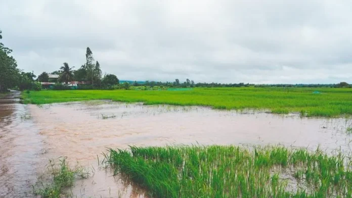 6a43eeb4057e8_992_558! Brasil | El Niño amenaza al arroz de Brasil en medio de una crisis que no da tregua