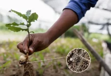 India abre una oportunidad millonaria para los biológicos y mira el agro del futuro India abre una oportunidad millonaria para los biológicos y mira el agro del futuro