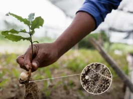 India abre una oportunidad millonaria para los biológicos y mira el agro del futuro India abre una oportunidad millonaria para los biológicos y mira el agro del futuro