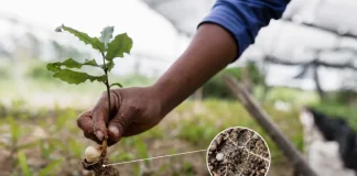 India abre una oportunidad millonaria para los biológicos y mira el agro del futuro