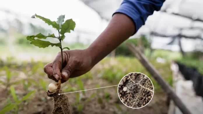 6a47a782bea2e_992_558! India abre una oportunidad millonaria para los biológicos y mira el agro del futuro