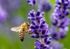 Reportaje | Las Abejas Nativas, y su afectación por el sistema frontal : Una catástrofe silenciosa bajo el suelo Reportaje | Las Abejas Nativas, y su afectación por el sistema frontal : Una catástrofe silenciosa bajo el suelo