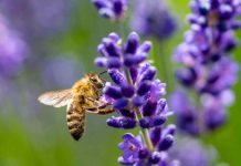 Reportaje | Las Abejas Nativas, y su afectación por el sistema frontal : Una catástrofe silenciosa bajo el suelo Reportaje | Las Abejas Nativas, y su afectación por el sistema frontal : Una catástrofe silenciosa bajo el suelo
