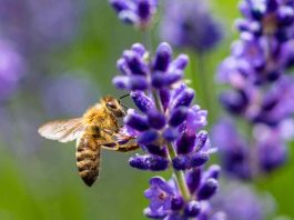 Reportaje | Las Abejas Nativas, y su afectación por el sistema frontal : Una catástrofe silenciosa bajo el suelo Reportaje | Las Abejas Nativas, y su afectación por el sistema frontal : Una catástrofe silenciosa bajo el suelo