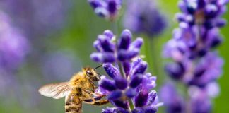 Reportaje | Las Abejas Nativas y su afectación por el sistema frontal : Una catástrofe silenciosa bajo el suelo Reportaje | Las Abejas Nativas, y su afectación por el sistema frontal : Una catástrofe silenciosa bajo el suelo
