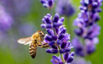 Reportaje | Las Abejas Nativas y su afectación por el sistema frontal : Una catástrofe silenciosa bajo el suelo Reportaje | Las Abejas Nativas, y su afectación por el sistema frontal : Una catástrofe silenciosa bajo el suelo