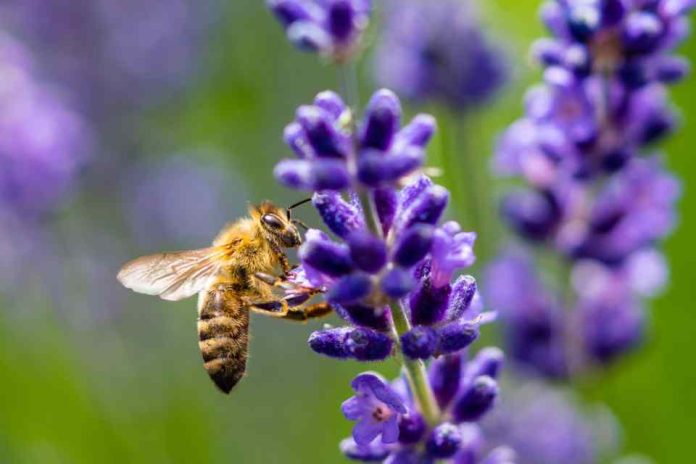 Abejas Nativas Reportaje | Las Abejas Nativas, y su afectación por el sistema frontal : Una catástrofe silenciosa bajo el suelo