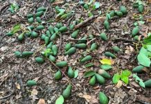Agricultor estima hasta 15 mil kilos afectados por restricciones sanitarias Agricultor estima hasta 15 mil kilos afectados por restricciones sanitarias