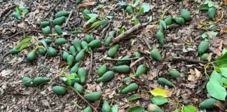 Agricultor estima hasta 15 mil kilos afectados por restricciones sanitarias Agricultor estima hasta 15 mil kilos afectados por restricciones sanitarias