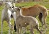 Agrollanquihue advierte preocupación por ingreso de personas con perros galgos a predios agrícolas Agrollanquihue advierte preocupación por ingreso de personas con perros galgos a predios agrícolas
