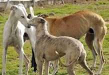 Agrollanquihue advierte preocupación por ingreso de personas con perros galgos a predios agrícolas Agrollanquihue advierte preocupación por ingreso de personas con perros galgos a predios agrícolas