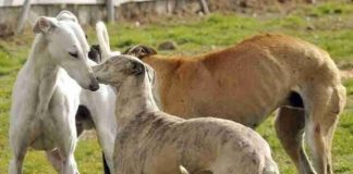 Agrollanquihue advierte preocupación por ingreso de personas con perros galgos a predios agrícolas 