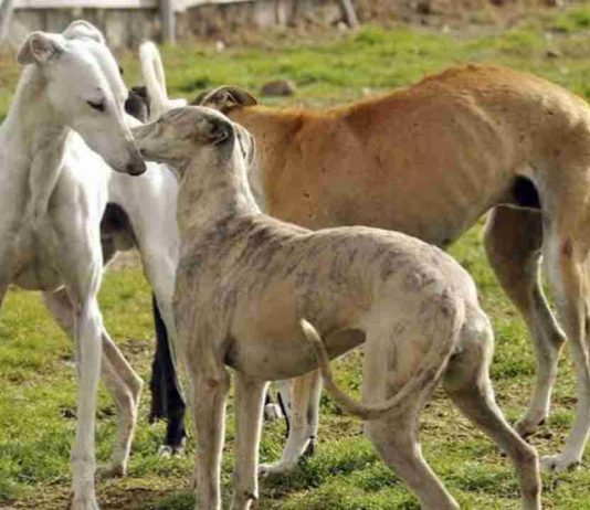Agrollanquihue advierte preocupación por ingreso de personas con perros galgos a predios agrícolas Agrollanquihue advierte preocupación por ingreso de personas con perros galgos a predios agrícolas