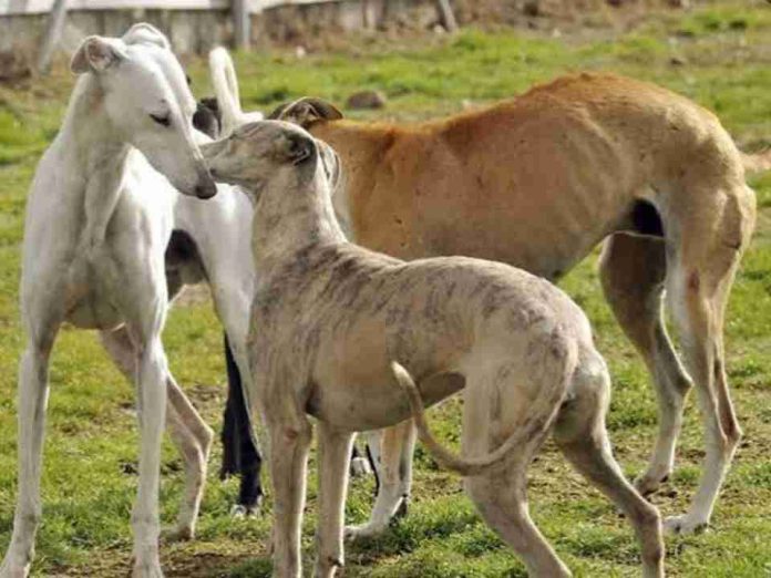 Agrollanquihue advierte preocupación por ingreso de personas con perros galgos a predios agrícolas Agrollanquihue advierte preocupación por ingreso de personas con perros galgos a predios agrícolas