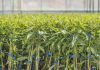 Agromillora, el gigante de los viveros que ha disparado el cultivo del olivar y de los frutos rojos por todo el mundo