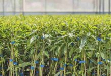 Agromillora, el gigante de los viveros que ha disparado el cultivo del olivar y de los frutos rojos por todo el mundo