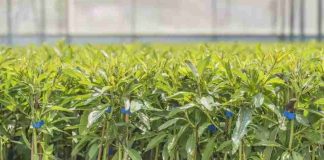 Agromillora, el gigante de los viveros que ha disparado el cultivo del olivar y de los frutos rojos por todo el mundo Agromillora, el gigante de los viveros que ha disparado el cultivo del olivar y de los frutos rojos por todo el mundo