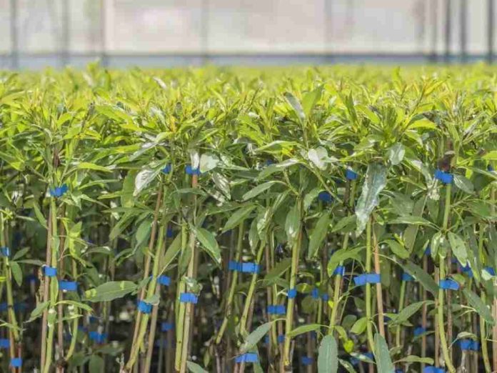 Agromillora, el gigante de los viveros que ha disparado el cultivo del olivar y de los frutos rojos por todo el mundo Agromillora, el gigante de los viveros que ha disparado el cultivo del olivar y de los frutos rojos por todo el mundo