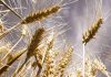 Alemania | La agricultura alemana busca adaptarse a los climas extremos