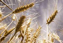 Alemania | La agricultura alemana busca adaptarse a los climas extremos