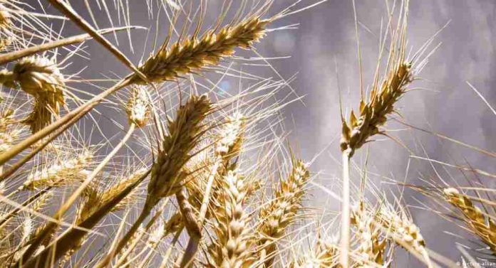 Alemania | La agricultura alemana busca adaptarse a los climas extremos