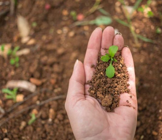 Analizan proyecciones globales de la bioeconomía y su implicancia en el desarrollo Analizan proyecciones globales de la bioeconomía y su implicancia en el desarrollo