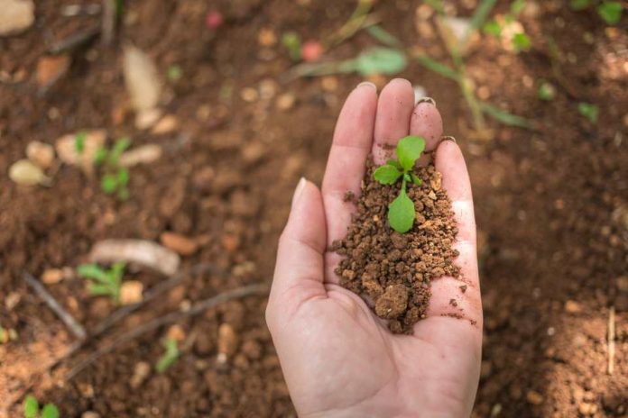 Analizan proyecciones globales de la bioeconomía y su implicancia en el desarrollo Analizan proyecciones globales de la bioeconomía y su implicancia en el desarrollo