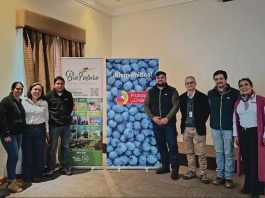 Arándanos de Biobío y Ñuble avanzan en la implementación del Systems Approach para sus exportaciones