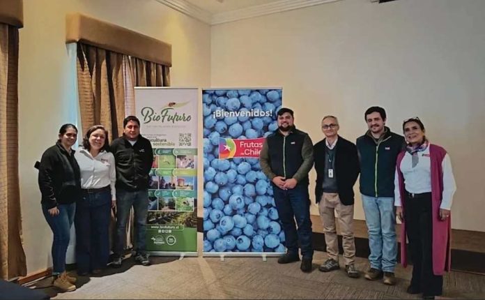 Arándanos de Biobío y Ñuble avanzan en la implementación del Systems Approach para sus exportaciones