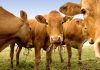 Argentina | El Senasa prohibió las vacunas contra la peste bovina para reforzar el estatus sanitario y proteger las exportaciones Argentina | El Senasa prohibió las vacunas contra la peste bovina para reforzar el estatus sanitario y proteger las exportaciones