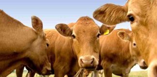 Argentina | El Senasa prohibió las vacunas contra la peste bovina para reforzar el estatus sanitario y proteger las exportaciones