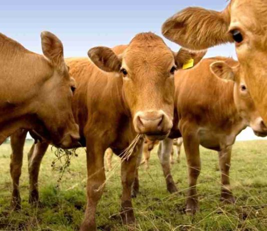 Argentina | El Senasa prohibió las vacunas contra la peste bovina para reforzar el estatus sanitario y proteger las exportaciones Argentina | El Senasa prohibió las vacunas contra la peste bovina para reforzar el estatus sanitario y proteger las exportaciones