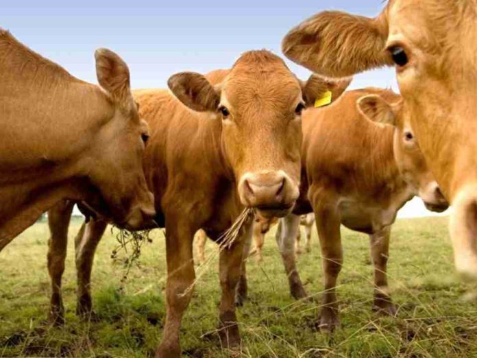 Argentina El Senasa prohibió las vacunas contra la peste bovina para reforzar el estatus sanitario y proteger las exportaciones Argentina | El Senasa prohibió las vacunas contra la peste bovina para reforzar el estatus sanitario y proteger las exportaciones