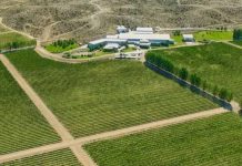 Argentina | El mapa científico del vino de la Patagonia: Clima, suelo y amplitud térmica Argentina | El mapa científico del vino de la Patagonia: Clima, suelo y amplitud térmica