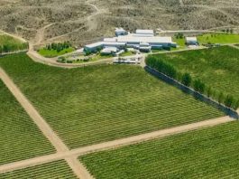 Argentina | El mapa científico del vino de la Patagonia: Clima, suelo y amplitud térmica Argentina | El mapa científico del vino de la Patagonia: Clima, suelo y amplitud térmica