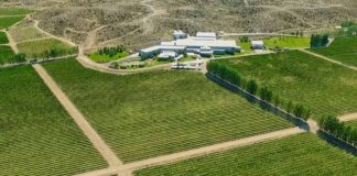 Argentina | El mapa científico del vino de la Patagonia: Clima, suelo y amplitud térmica