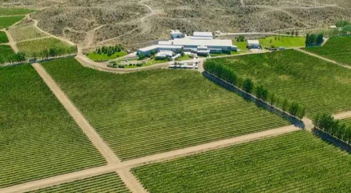 Argentina | El mapa científico del vino de la Patagonia: Clima, suelo y amplitud térmica Argentina | El mapa científico del vino de la Patagonia: Clima, suelo y amplitud térmica