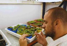 Argentina Identifican un mecanismo para activar el sistema de defensa de las plantas Argentina Identifican un mecanismo para activar el sistema de defensa de las plantas